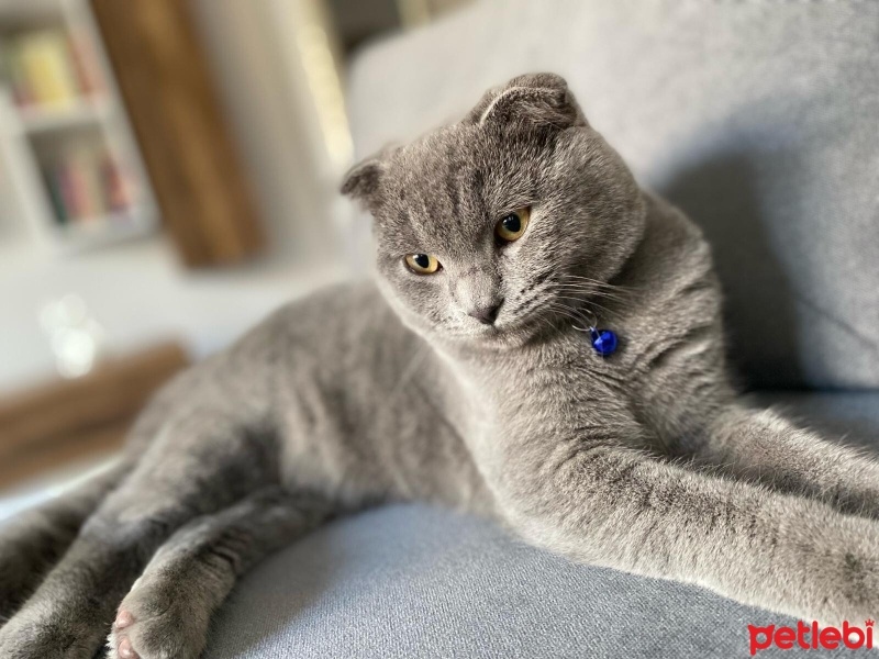 Scottish Fold, Kedi  Duman fotoğrafı