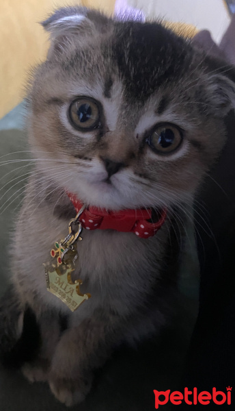 Scottish Fold, Kedi  Mia fotoğrafı