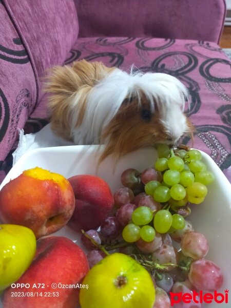 Guinea Pig, Kemirgen  Tarçın fotoğrafı