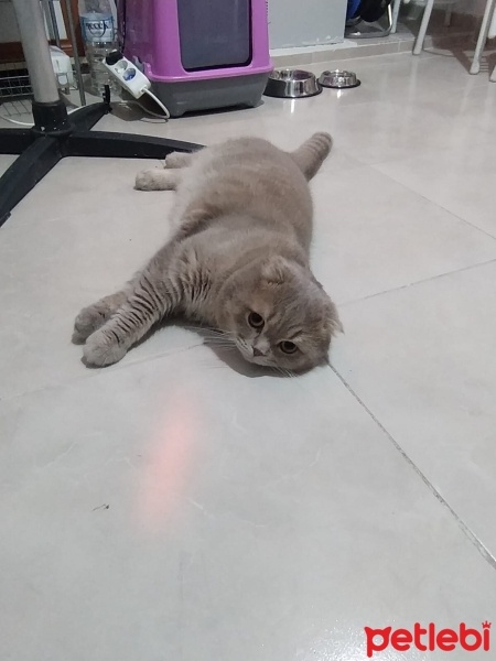 Scottish Fold, Kedi  Ponçik fotoğrafı