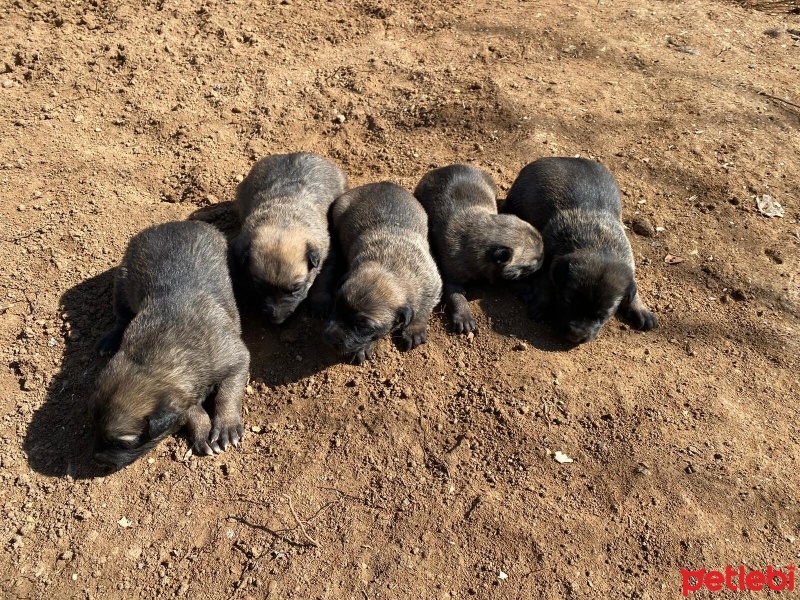 Belçika Malinois, Köpek  Belçika Kurdu (Malinois) Yavruları fotoğrafı