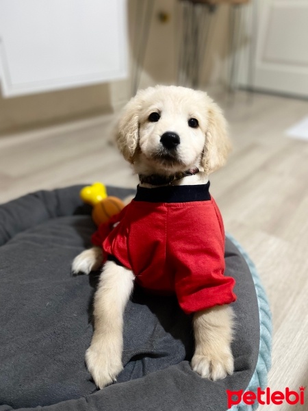 Golden Retriever, Köpek  Uzay fotoğrafı