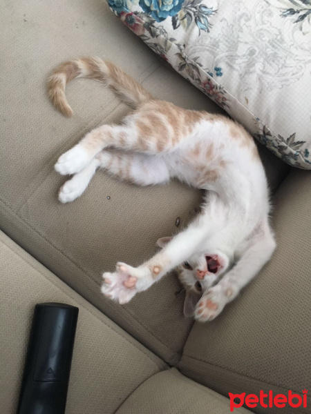 Tekir Kedi, Kedi  ponçik fotoğrafı