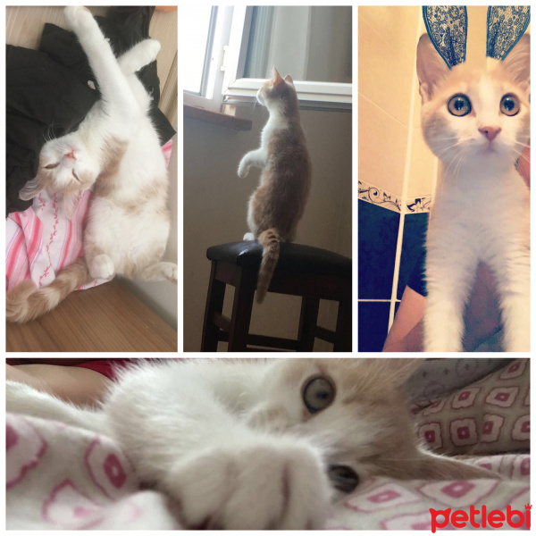 Tekir Kedi, Kedi  ponçik fotoğrafı
