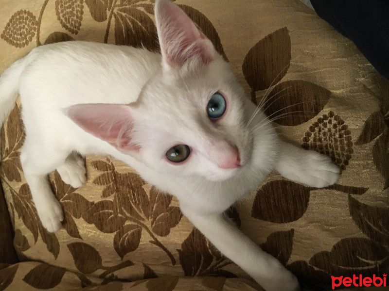 Van Kedisi, Kedi  Köpük fotoğrafı