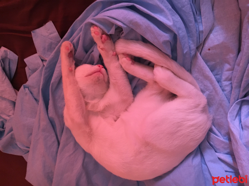 Van Kedisi, Kedi  Köpük fotoğrafı