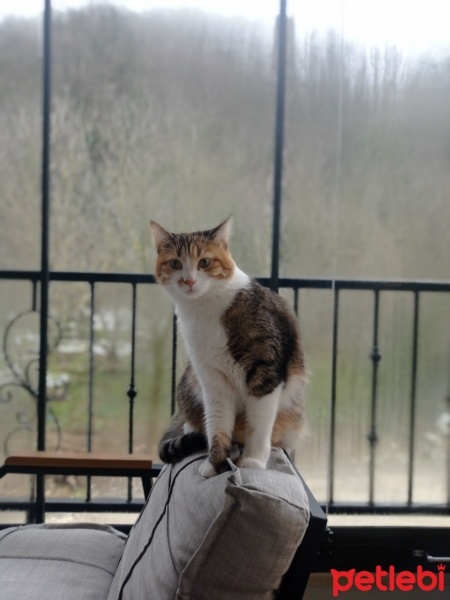Tekir Kedi, Kedi  Fıstık fotoğrafı