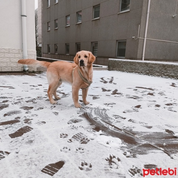 Golden Retriever, Köpek  Leo fotoğrafı