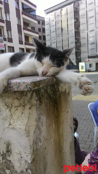 Soke, Kedi  Sürmeli fotoğrafı