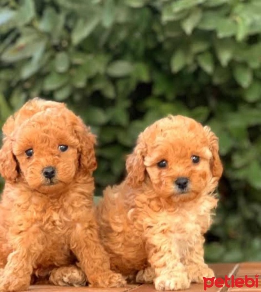 Poodle (Minyatür Kaniş), Köpek  Yavru fotoğrafı