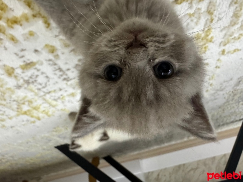 British Shorthair, Kedi  Mars fotoğrafı