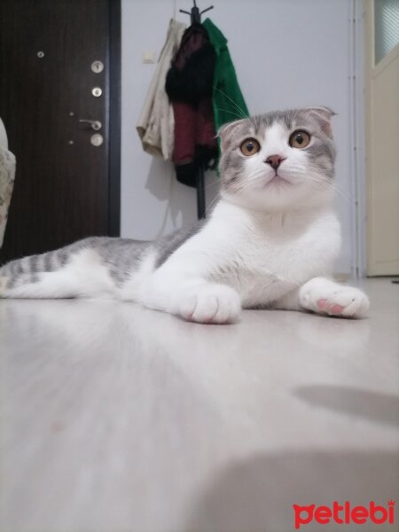 Scottish Fold, Kedi  Pamuk fotoğrafı