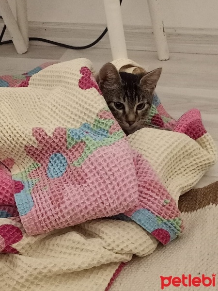 Tekir Kedi, Kedi  Mırmır fotoğrafı
