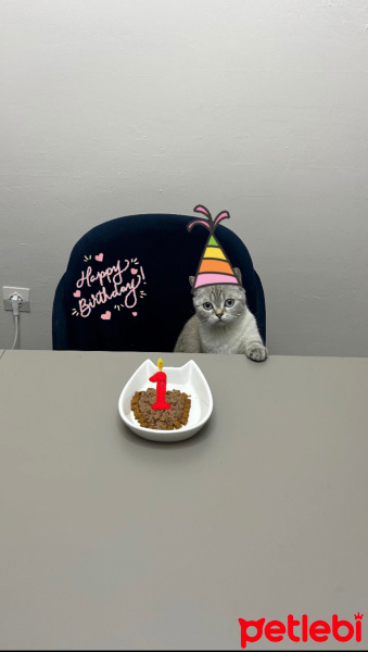 British Shorthair, Kedi  Şeker fotoğrafı