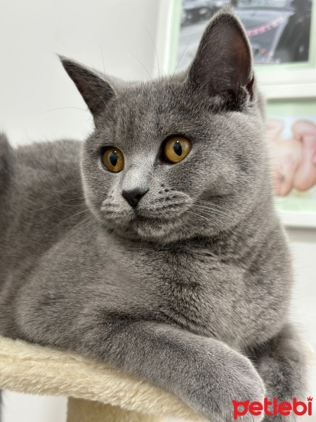 British Shorthair, Kedi  Müezza fotoğrafı