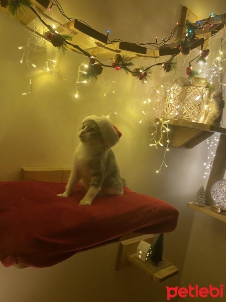 Tekir Kedi, Kedi  Cesur fotoğrafı