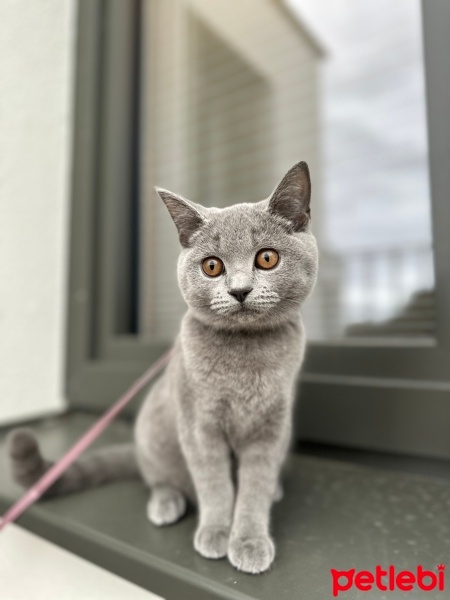 British Shorthair, Kedi  Müezza fotoğrafı