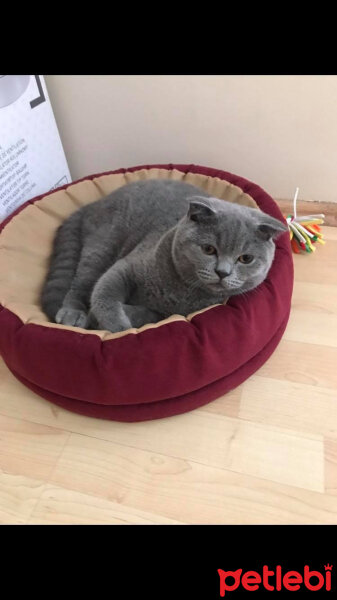 Scottish Fold, Kedi  Medet fotoğrafı