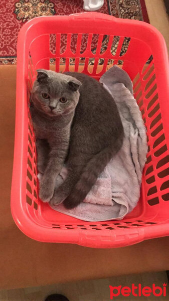 Scottish Fold, Kedi  Medet fotoğrafı