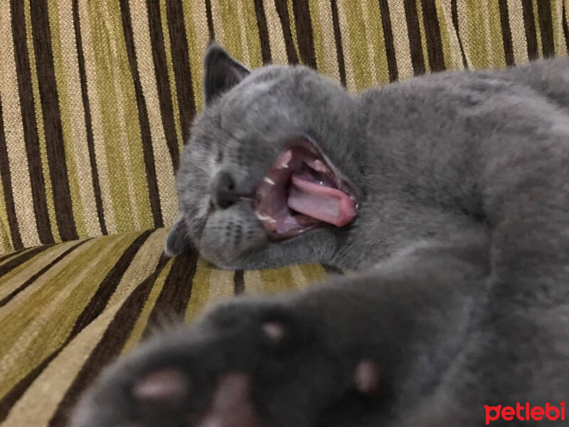 Scottish Fold, Kedi  Medet fotoğrafı