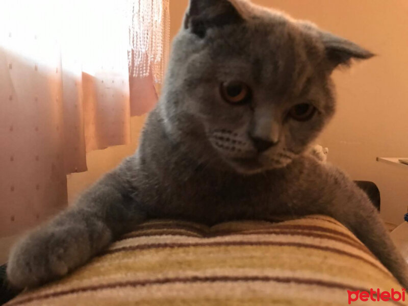 Scottish Fold, Kedi  Medet fotoğrafı