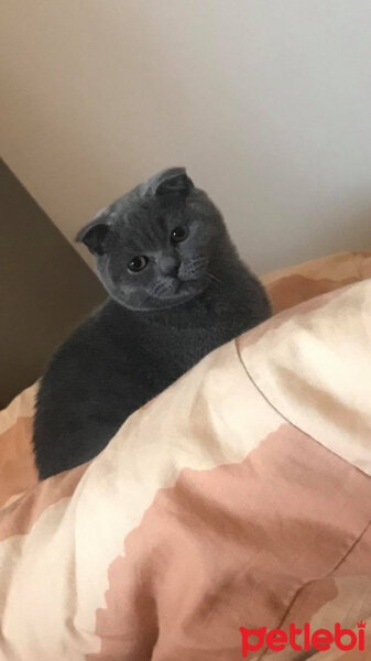 Scottish Fold, Kedi  Medet fotoğrafı