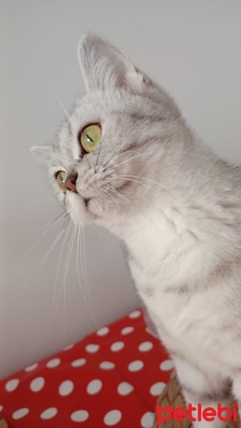 British Shorthair, Kedi  Şukufe fotoğrafı