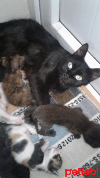 Tiffanie, Kedi  Nina fotoğrafı