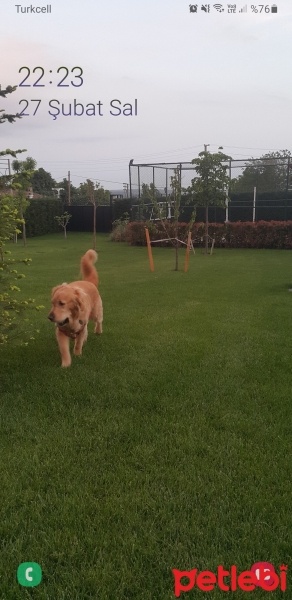 Golden Retriever, Köpek  Buddy fotoğrafı