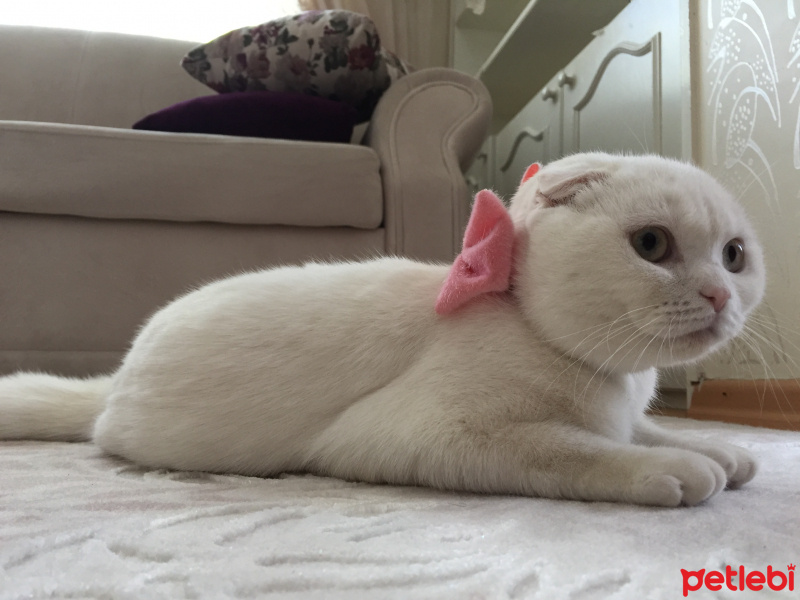 Scottish Fold, Kedi  Ajda fotoğrafı