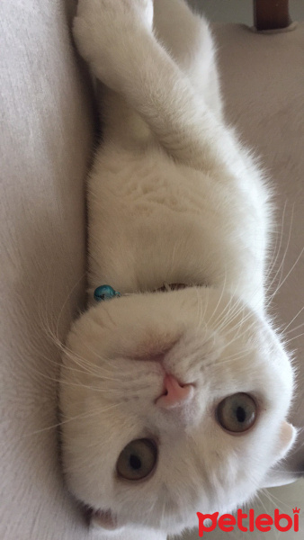 Scottish Fold, Kedi  Ajda fotoğrafı