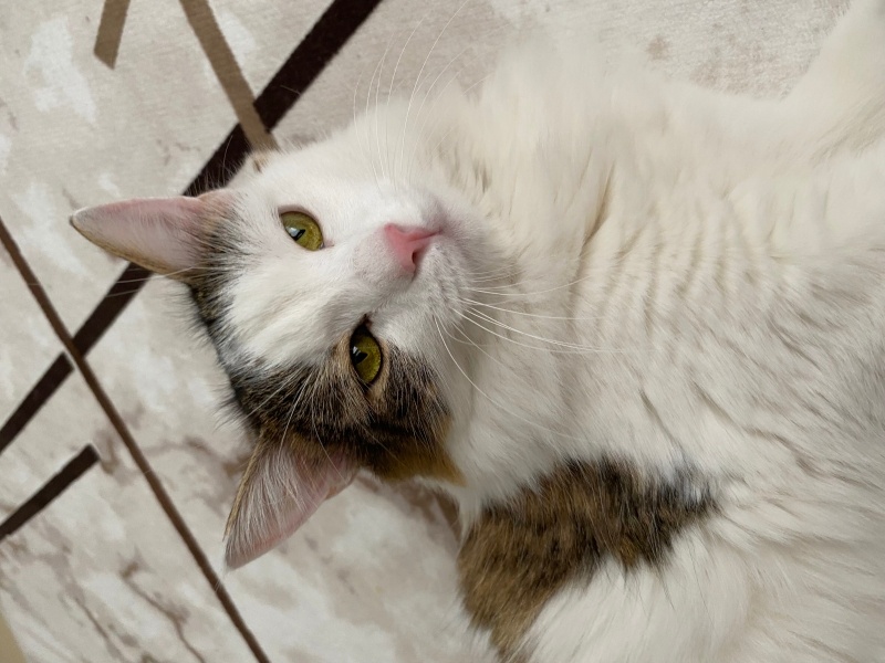 American Curl, Kedi  lina fotoğrafı