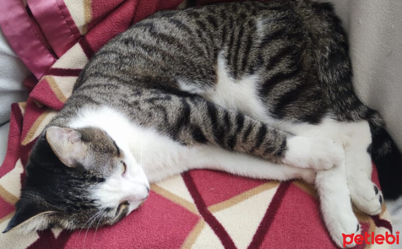 Tekir Kedi, Kedi  SURA fotoğrafı