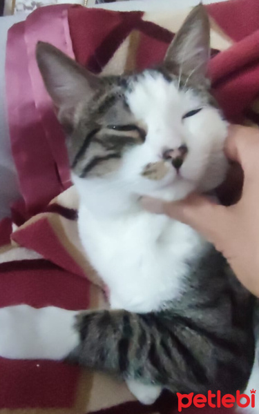 Tekir Kedi, Kedi  SURA fotoğrafı