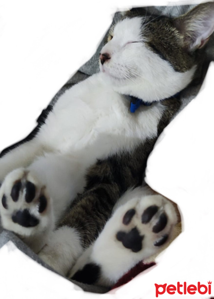 Tekir Kedi, Kedi  SURA fotoğrafı