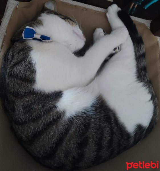 Tekir Kedi, Kedi  SURA fotoğrafı