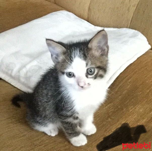 Tekir Kedi, Kedi  SURA fotoğrafı