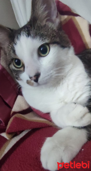Tekir Kedi, Kedi  SURA fotoğrafı
