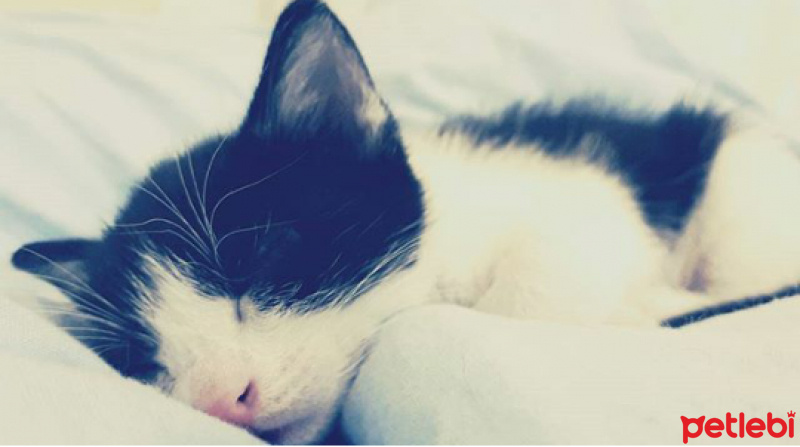 Tuxedo (Smokin) Kedi, Kedi  Sicilia fotoğrafı