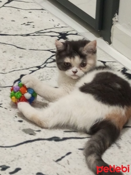 Exotic Shorthair, Kedi  Lidya fotoğrafı