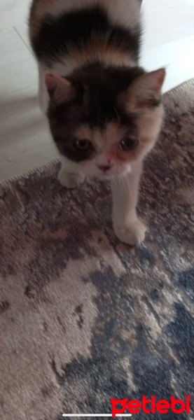 Exotic Shorthair, Kedi  Lidya fotoğrafı
