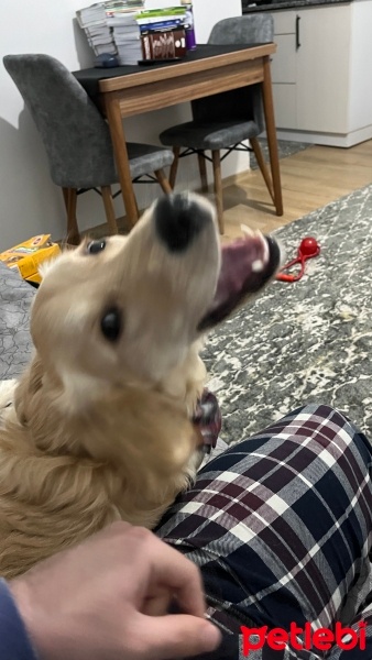 Golden Retriever, Köpek  Latte fotoğrafı