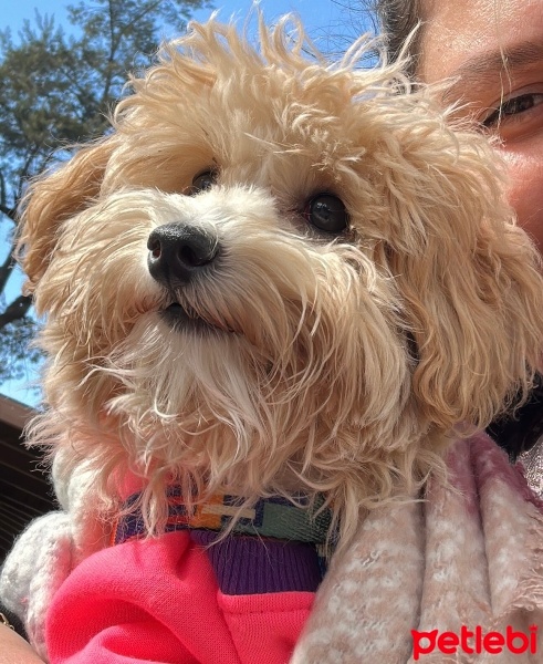 Poodle(Standart Kaniş), Köpek  Peri fotoğrafı