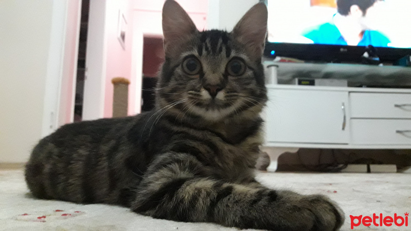 Tekir Kedi, Kedi  Liliy fotoğrafı