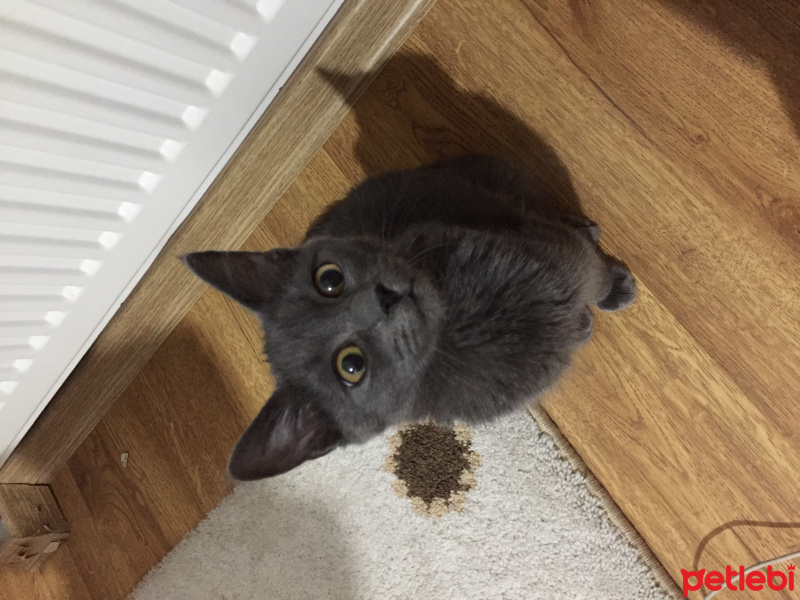 Mavi Rus, Kedi  Viski fotoğrafı
