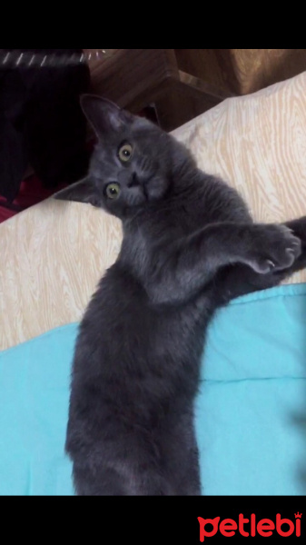 Mavi Rus, Kedi  Viski fotoğrafı