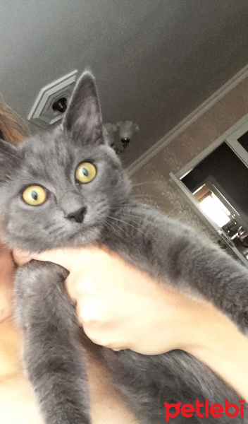 Mavi Rus, Kedi  Viski fotoğrafı