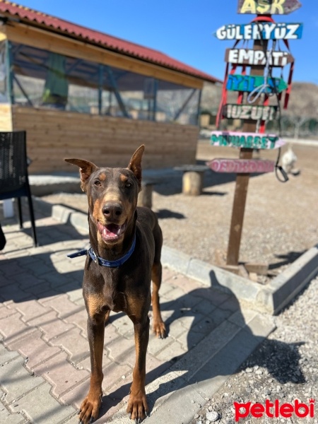 Doberman Pinscher, Köpek  Dobby fotoğrafı