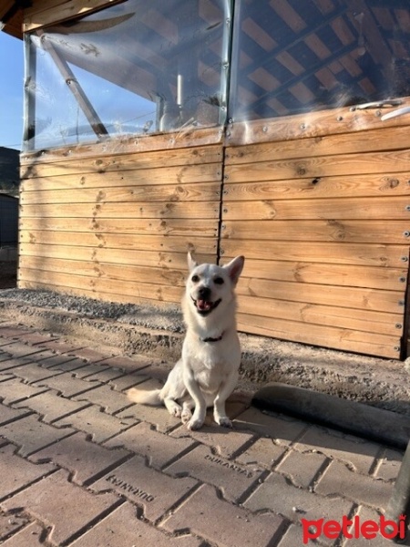 Chihuahua, Köpek  Dob fotoğrafı