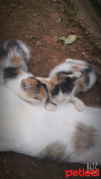 Brazilian Shorthair, Kedi  Ponçik fotoğrafı